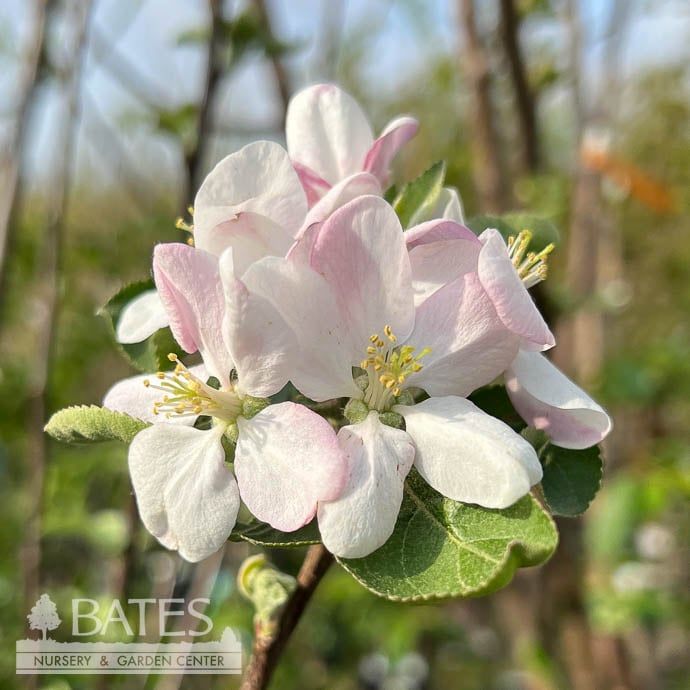 Edible #5 Malus McIntosh/ Semi-dwarf Apple