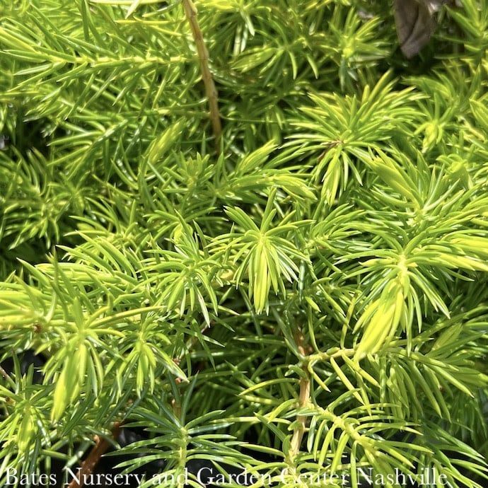 #3 Juniperus conferta All Gold/ Shore Juniper