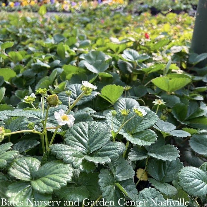 Strawberries - Please come in to check supply! Prices vary.