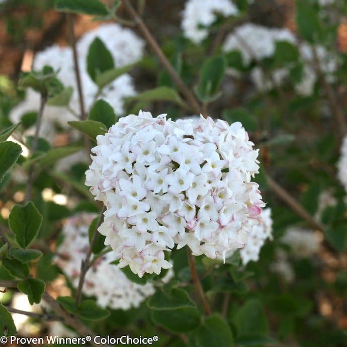 #3 Viburnum carl PW Spice Baby/ Compact Korean Spice
