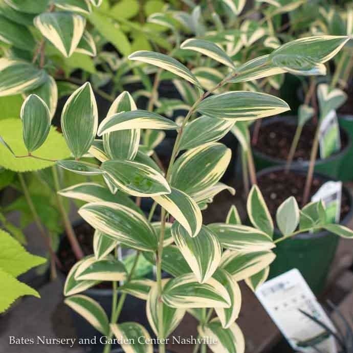 #1 Polygonatum odoratum var pluriflorum Variegatum/ Variegated Solomon&#39;s Seal