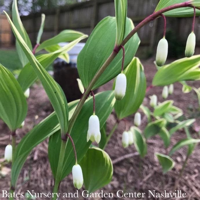 #1 Polygonatum  odoratum var pluriflorum Variegatum/ Variegated Solomon&#39;s Seal