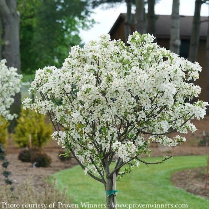 #7 Malus x &#39;Lollizam&#39; PW Lollipop/ Dwarf White Crabapple