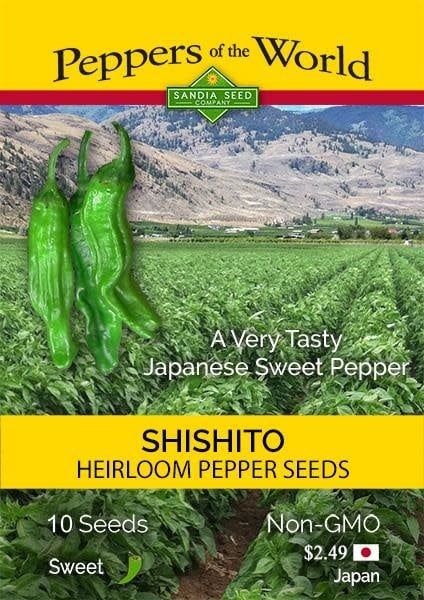Seed Pepper Shishito Heirloom - Capsicum annuum