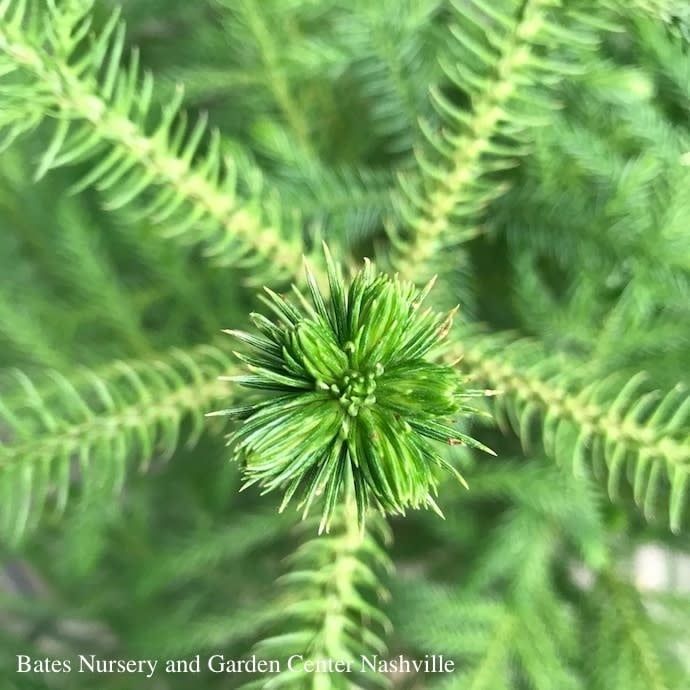 8p!/9p! Araucaria /Norfolk Island Pine /Tropical
