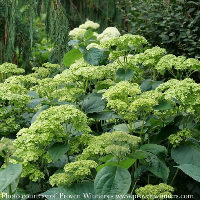 #3 Hydrangea arb PW Invincibelle Sublime/ Smooth Green Native (TN)