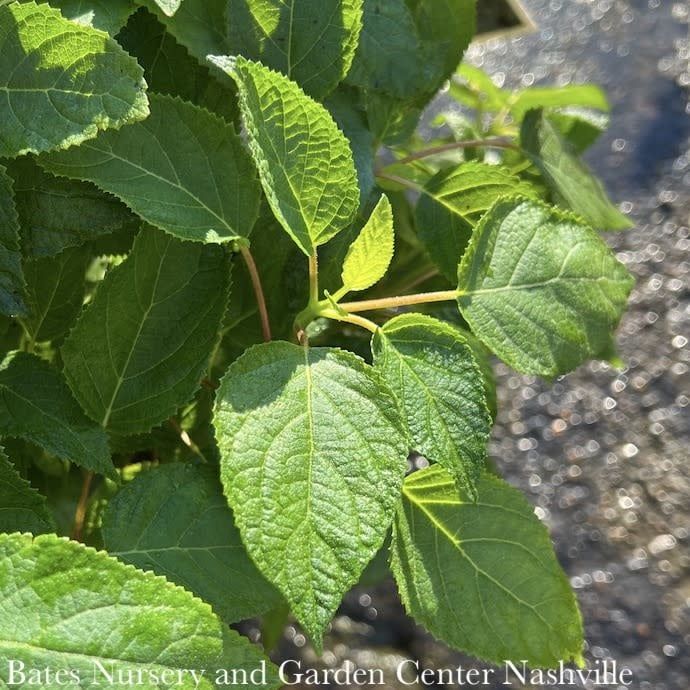 #3 Hydrangea arb PW Invincibelle Sublime/ Smooth Green Native (TN)