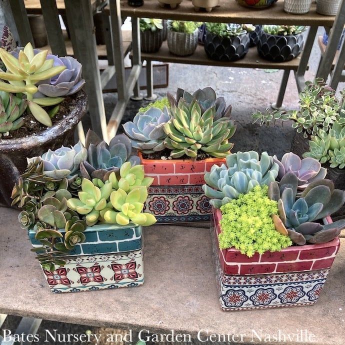 4p Barcelona Square w/ Succulents