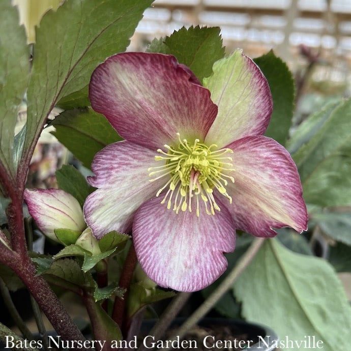 #1 Helleborus Ice N&#39; Roses &#39;Dark Picotee&#39;/ Lenten Rose