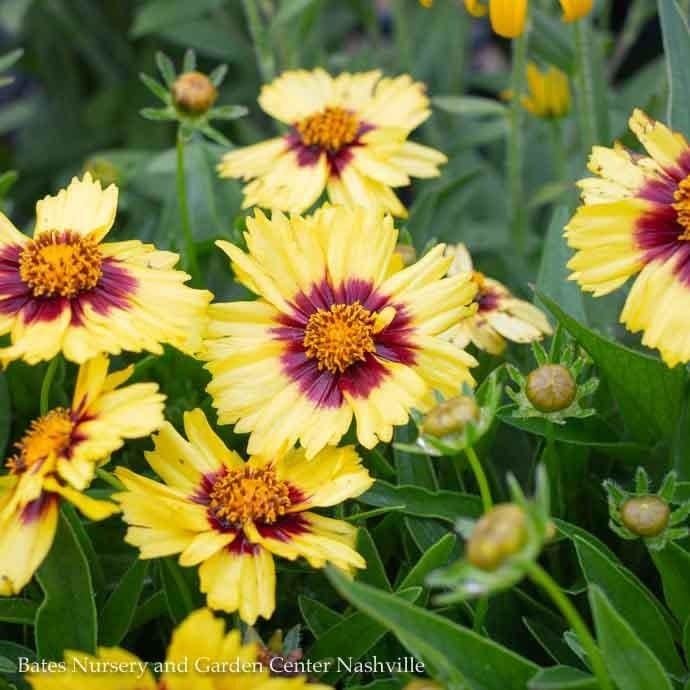 #1 Coreopsis x PW UpTick &#39;Yellow &amp; Red&#39;/ Tickseed