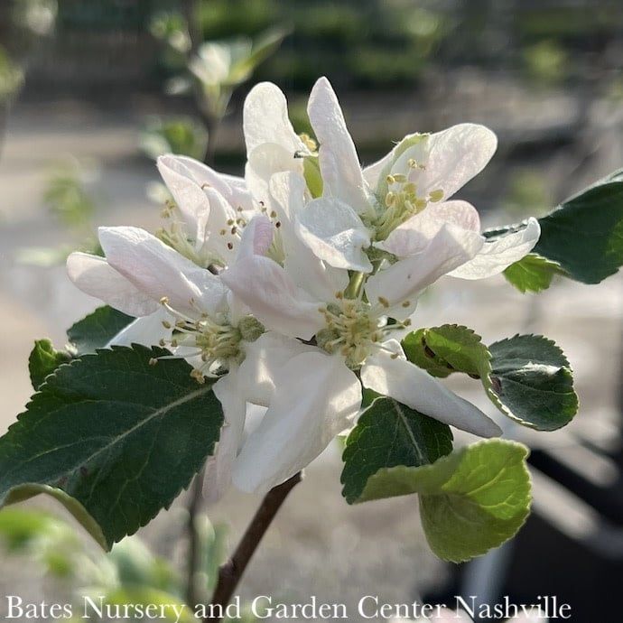 Edible #5 Malus Jonathan/ Semi-Dwarf  Apple