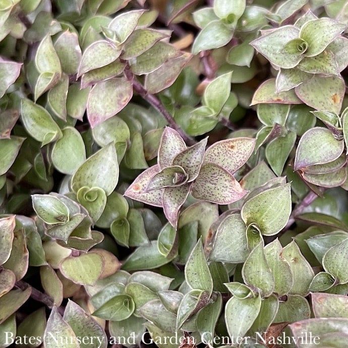 5p! Callisia repens Wandering Dude / Bolivian Jew Plant in Clay Pot  /Tropical
