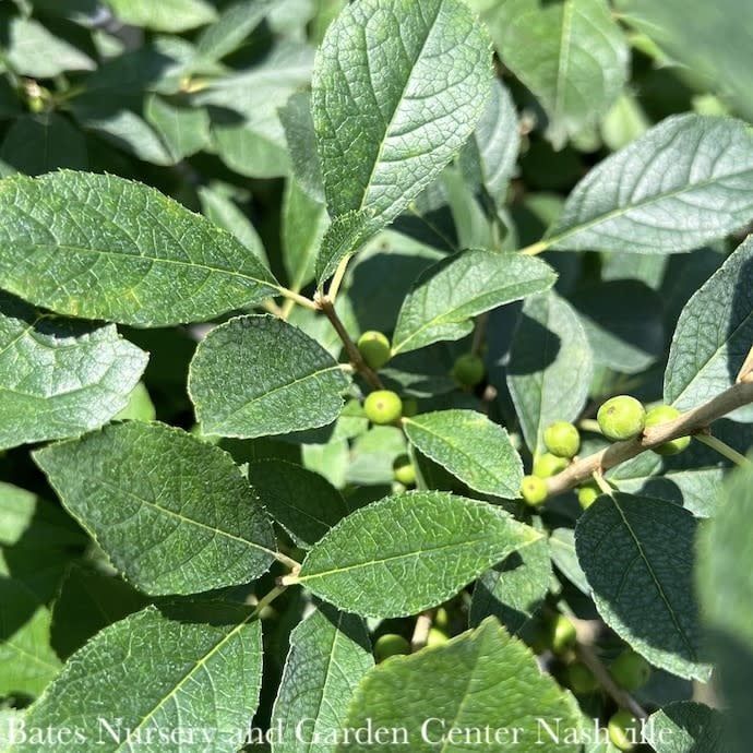 #5 Ilex vert Red Sprite/ Deciduous Winterberry Holly (female) Native (TN)