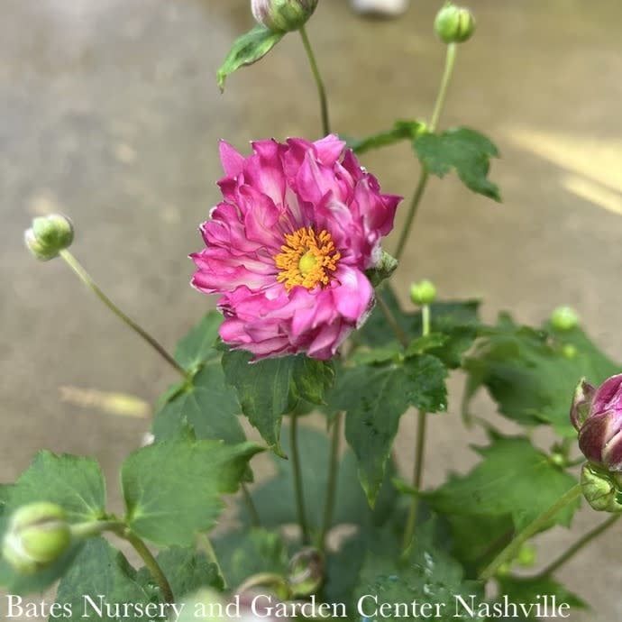 #1 Anemone &#39;Fall in Love Sweetly&#39;/ Deep Pink Japanese