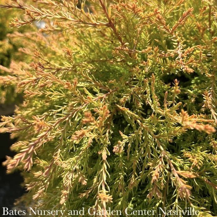 #2 Thuja occ SL Fire Chief/Globe Arborvitae