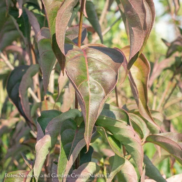 #15 Cornus kousa Scarlet Fire/ Dark Pink Flowering Dogwood