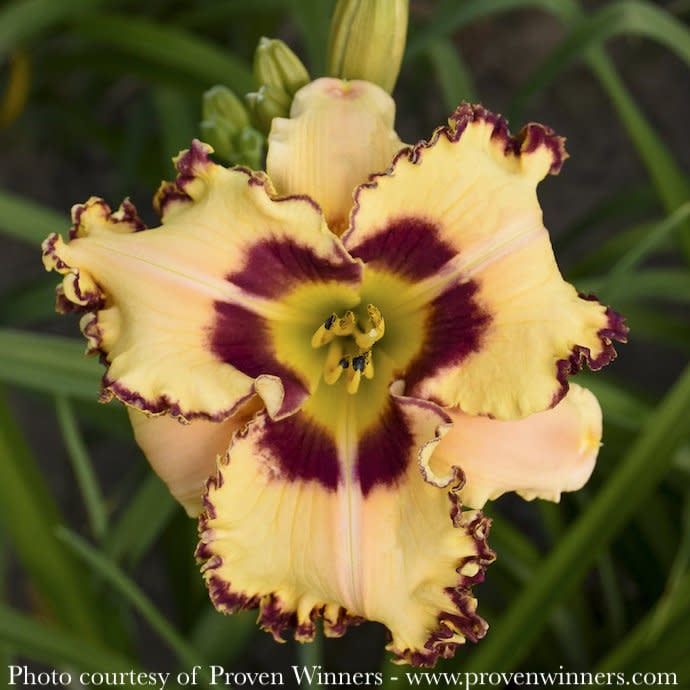 #1 Hemerocallis x PW Rainbow Rhythm &#39;King of Ages&#39;/ Yellow, Red Daylily