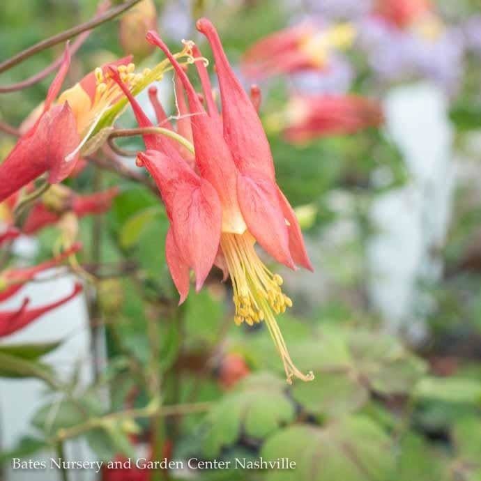 #1 Aquilegia canadensis/ Red Wild Columbine Native (TN)