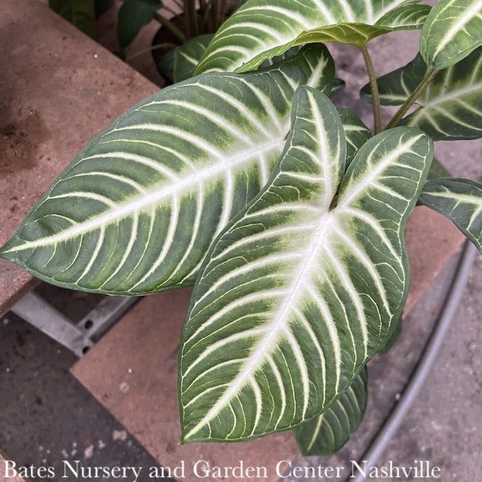 6p! Xanthosoma lindenii Magnificum aka Caladium lindenii /Tropical