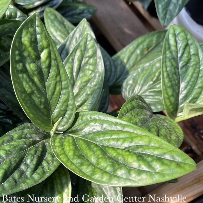 6p! Philodendron Green Galaxy /Tropical