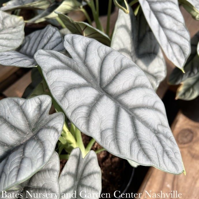 6p! Alocasia Silver Dragon /Tropical