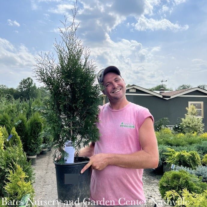 #3 Thuja occ Full Speed A Hedge (American Pillar)/ Columnar Arborvitae