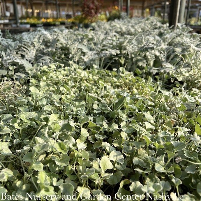 Miscellaneous Annual Ornamentals - Please come in to check supply! Prices vary.