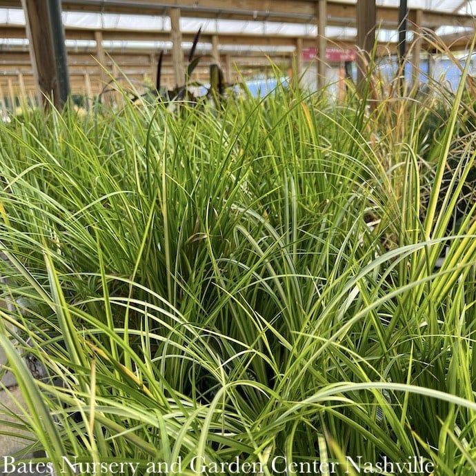 Miscellaneous Annual Ornamentals - Please come in to check supply! Prices vary.