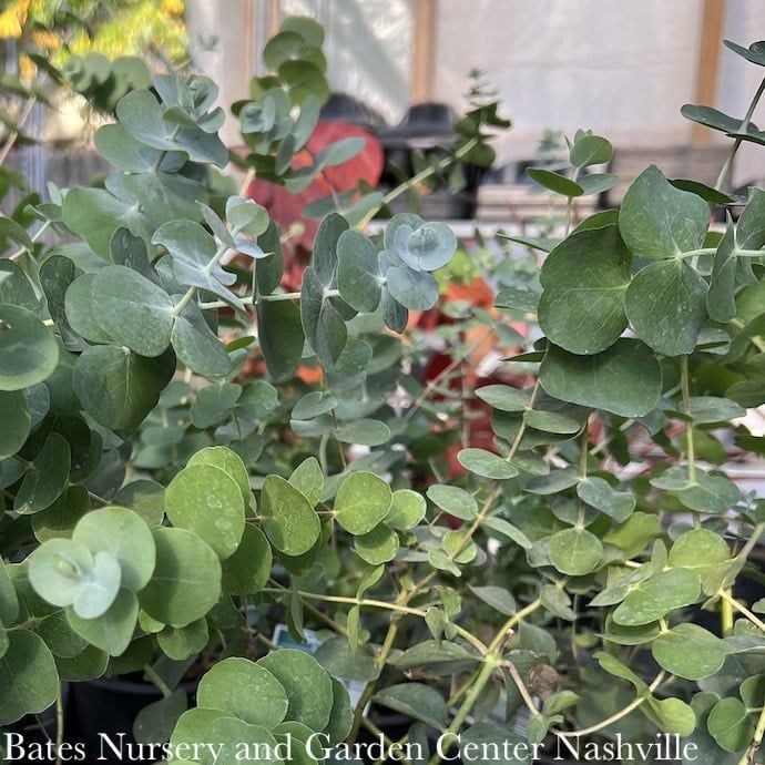 Miscellaneous Annual Ornamentals - Please come in to check supply! Prices vary.
