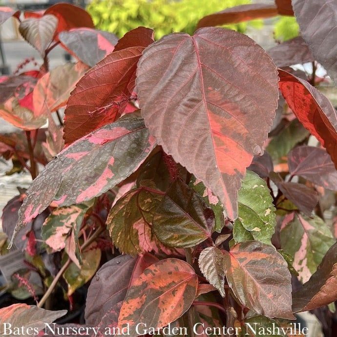 Miscellaneous Annual Ornamentals - Please come in to check supply! Prices vary.