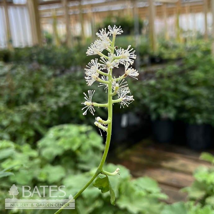 #1 Actaea (Cimicifuga) pachypoda/ White Baneberry Native (TN)