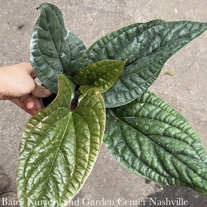 6p! Anthurium Radicans x Luxurians /Tropical