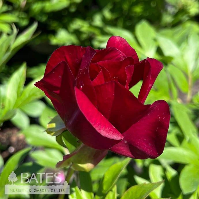 #3 Paeonia Scarlet Heaven/ Single Red Itoh Peony