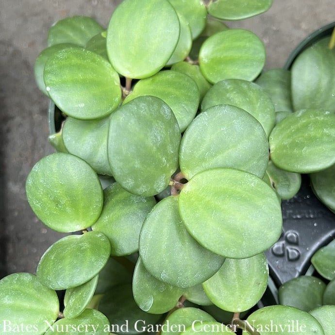 4p! Peperomia Hope /Tropical