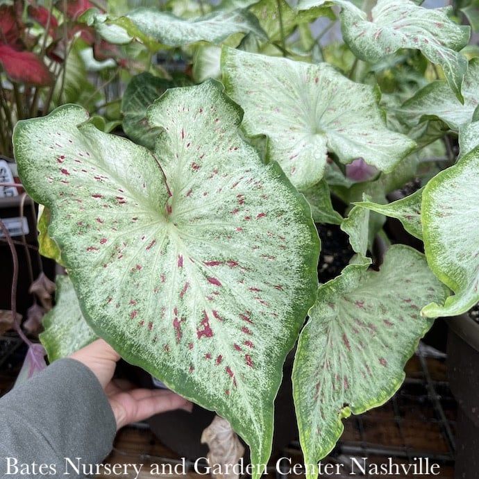 Miscellaneous Caladiums - Please come in to check supply! Prices vary.