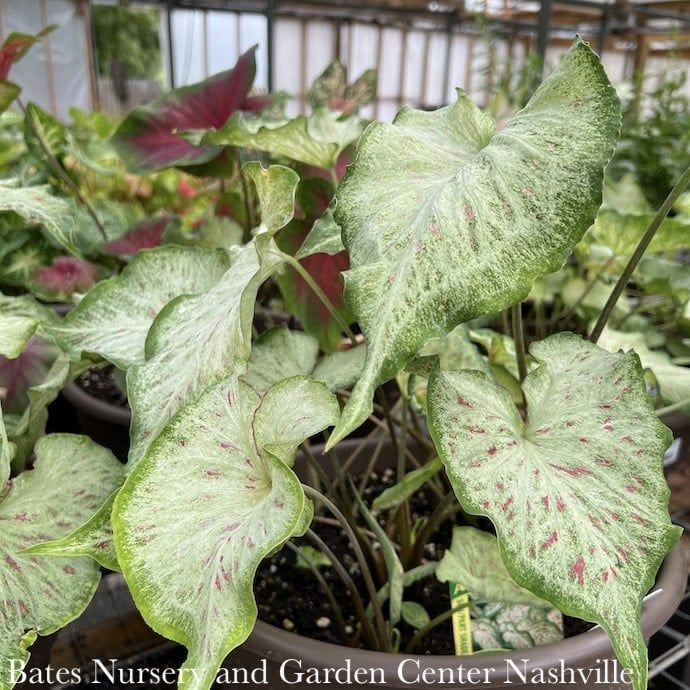 Miscellaneous Caladiums - Please come in to check supply! Prices vary.