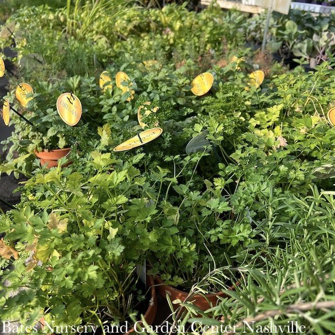 Fall Herbs - Please come in to check supply! Prices vary.