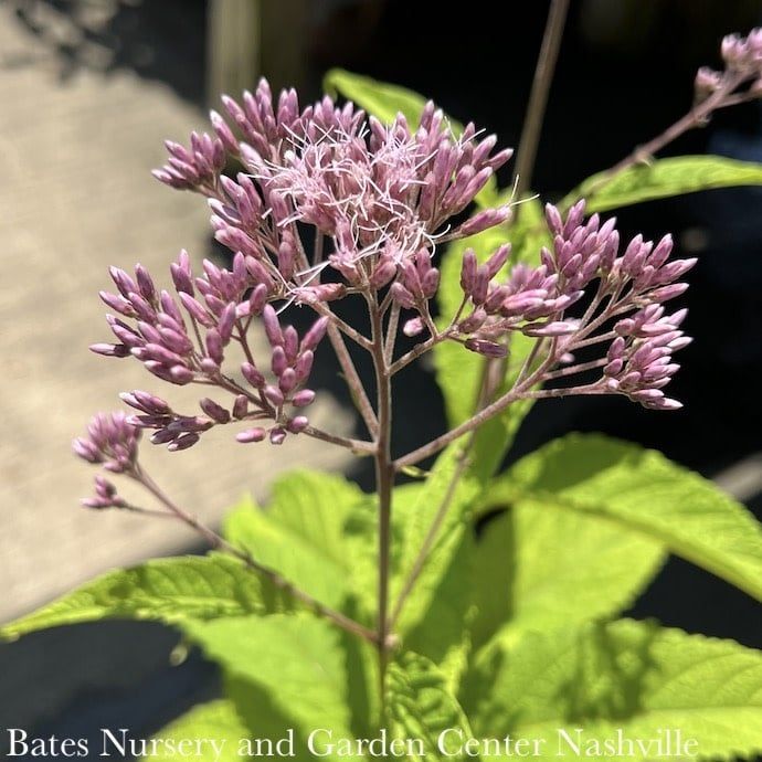 #1 Eutrochium (Eupatorium) maculatum/ Spotted Joe Pye Weed Native (TN)