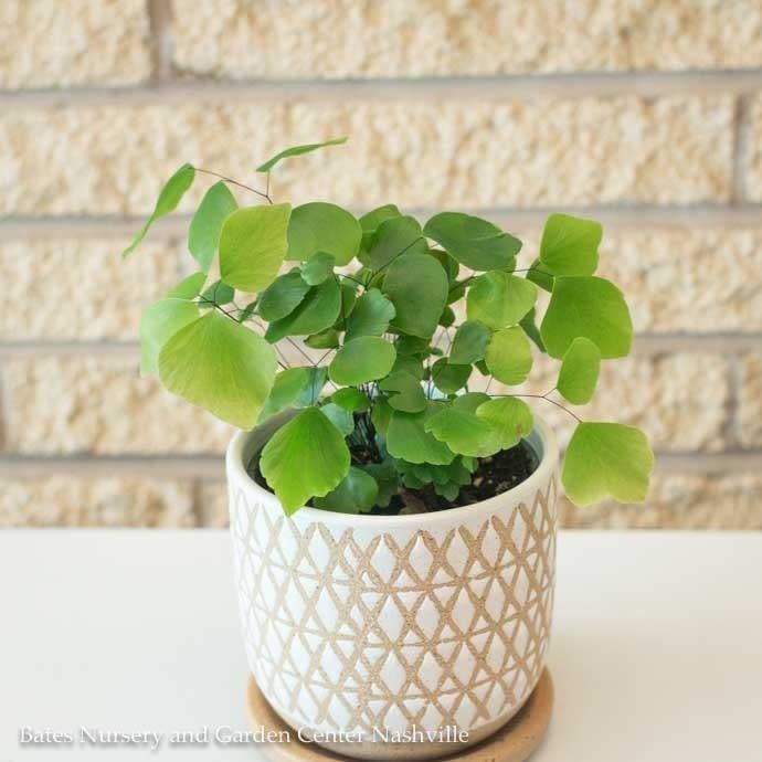 4p! Fern - Maidenhair Silver Dollar /Tropical