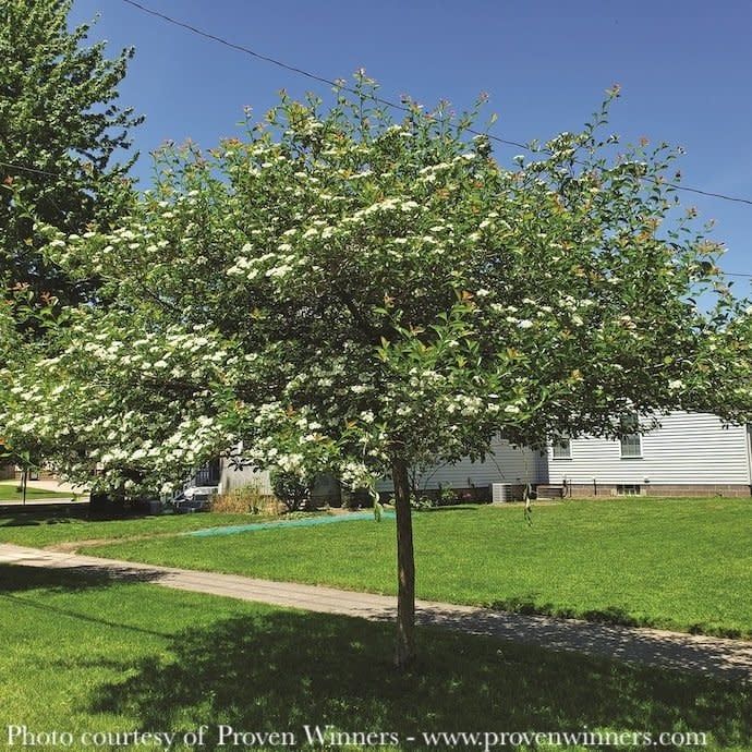 #5 Crataegus crus-galli var inermis PW Crusader/ Hawthorn Native (TN)
