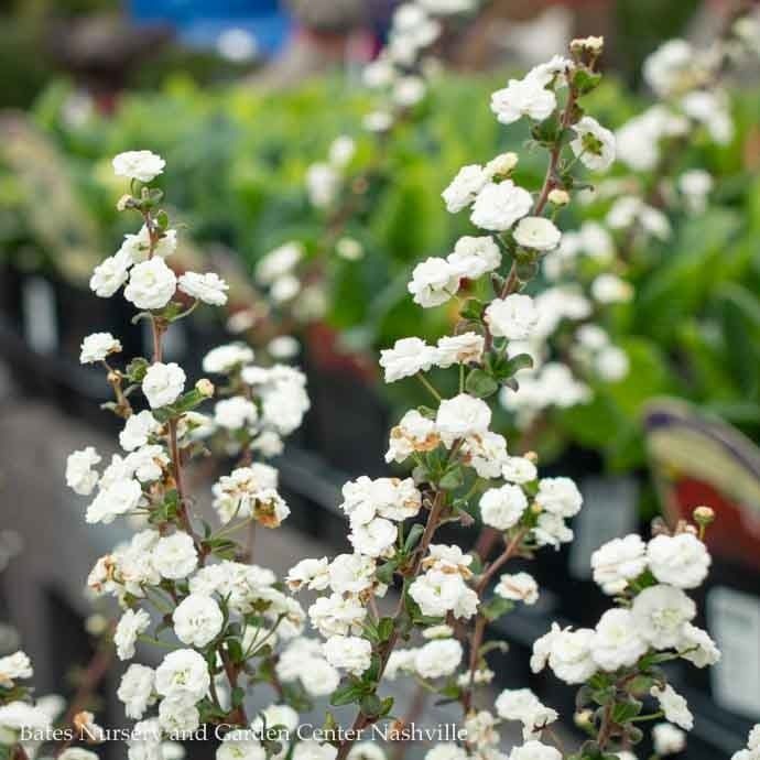 #3 Spiraea x vanhouttei / Bridal Wreath
