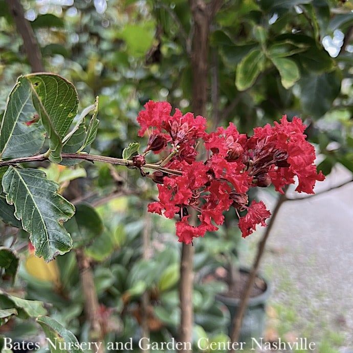#15 Lagerstroemia indica Miss Frances/ Red Crape Myrtle