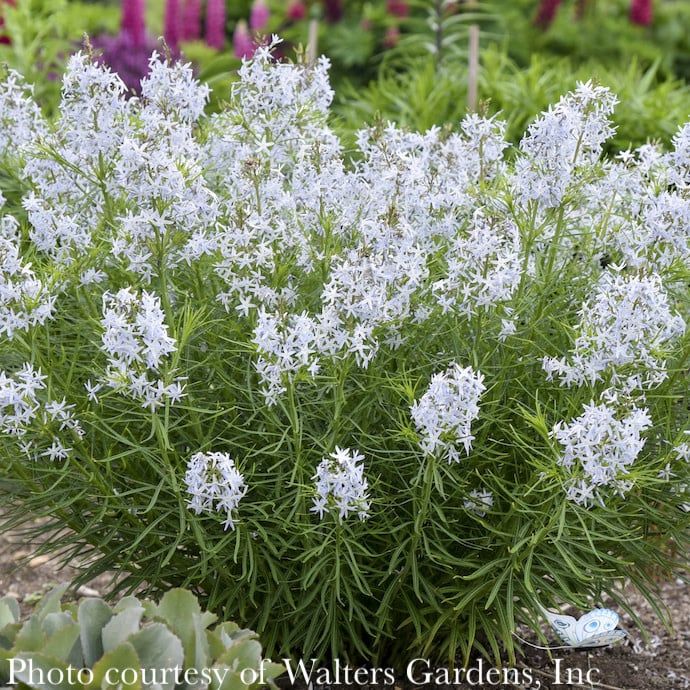 #1 Amsonia hub String Theory/ Bluestar Native (R)