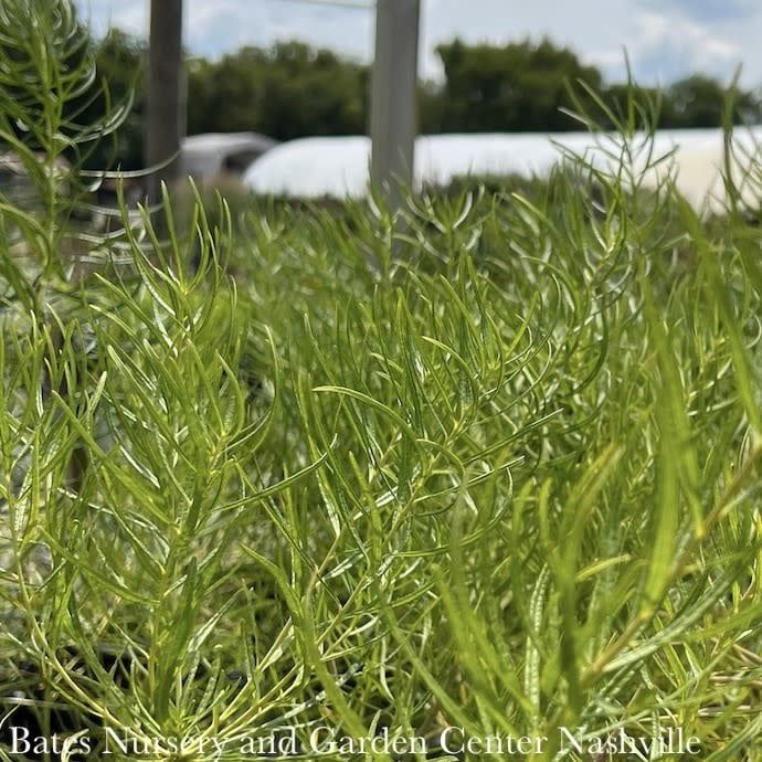 #1 Amsonia hub String Theory/ Bluestar Native (R)