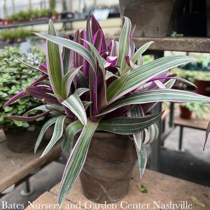 5p! Rhoeo Tricolor /Moses-in-the-Cradle  /Tropical