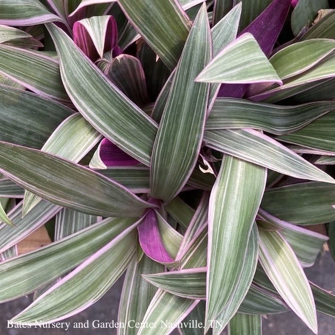 5p! Rhoeo Tricolor /Moses-in-the-Cradle  /Tropical
