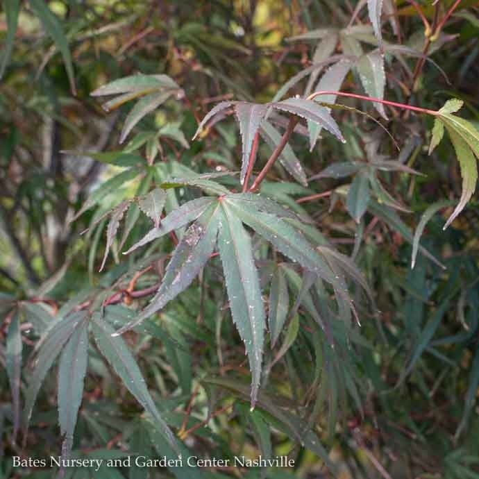 #20 BOX Acer pal Pung Kil/ Red Upright Threadleaf Japanese Maple