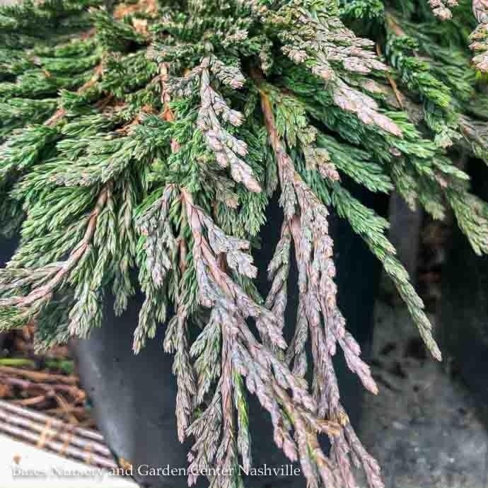 LPP(4p) Juniperus horiz Pancake/ Creeping Juniper