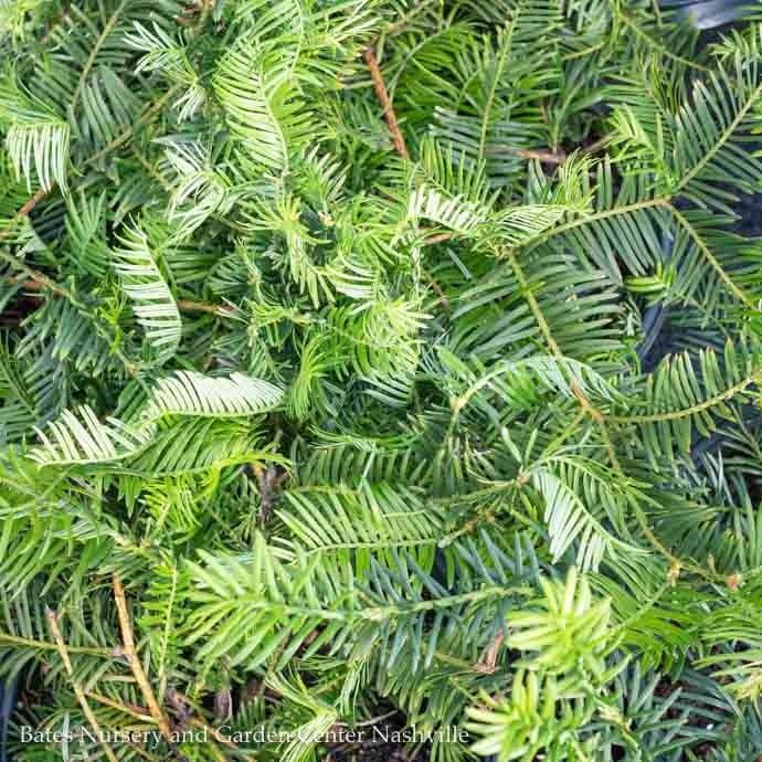 #3 Cephalotaxus harr SL Yewtopia/ Japanese Plum Yew