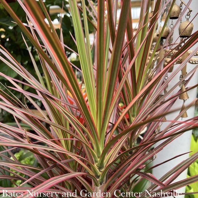 10p! Dracaena Marginata Colorama Tip  /Tropical